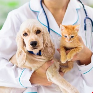 Veterinary Giant CVS Reveals Major Cyber-Attack – Infosecurity Magazine