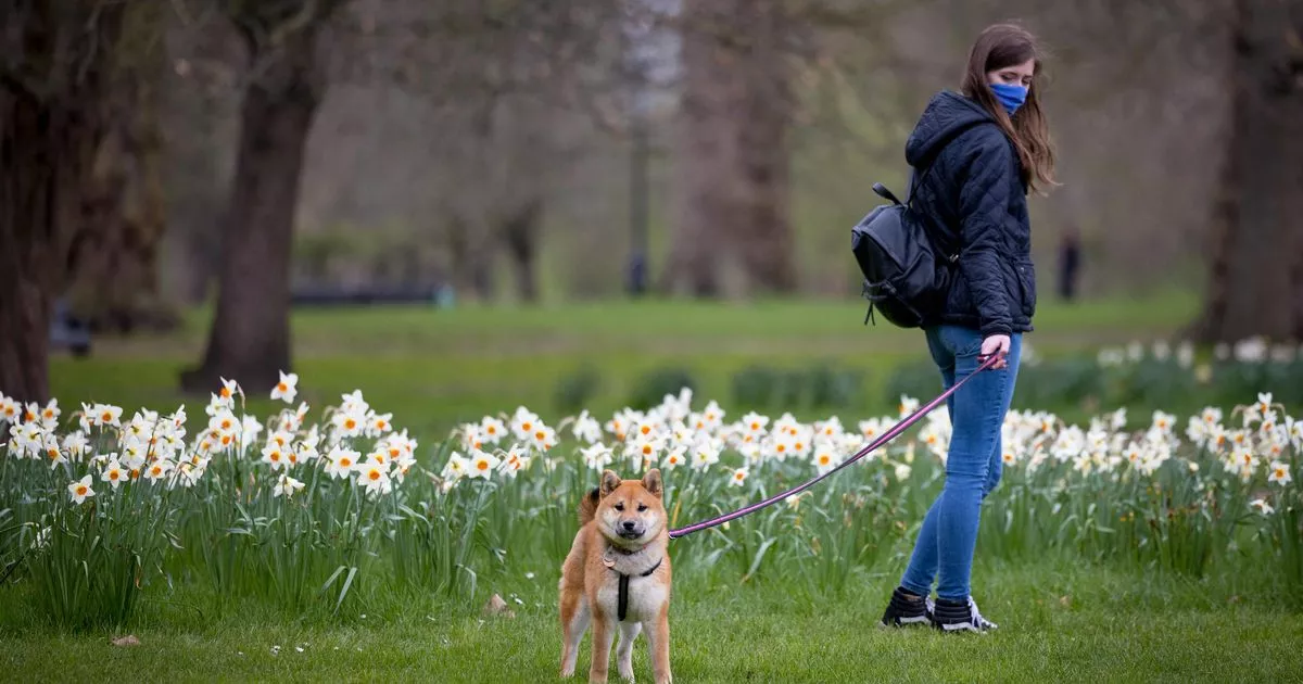 Mum-of-two sets up ‘Turd Alert’ app to report dog poo to South London council