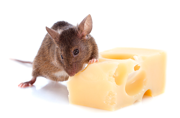Brain Pathway Involved in Placebo Pain Response Mapped in Mice