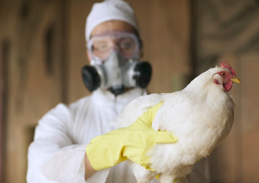 CDC investing $10M into bird flu response among farmworkers