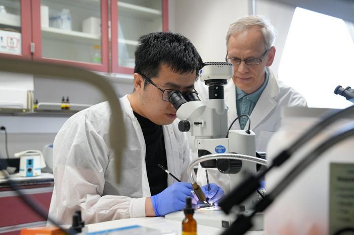 Controlling Mosquito Populations through Genetic Breeding May Help Reduce Global Disease Spread