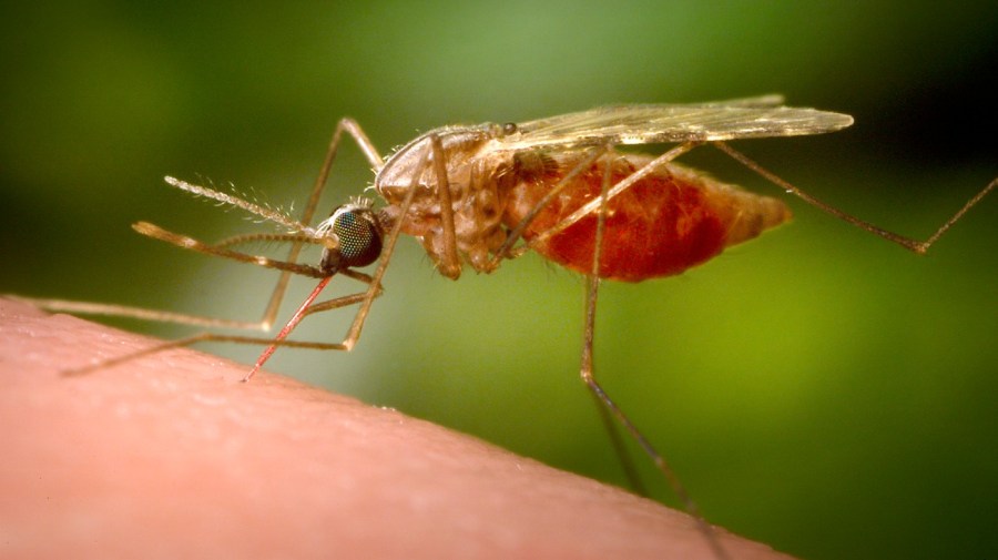 Deadly mosquito virus puts Mass. towns on high alert