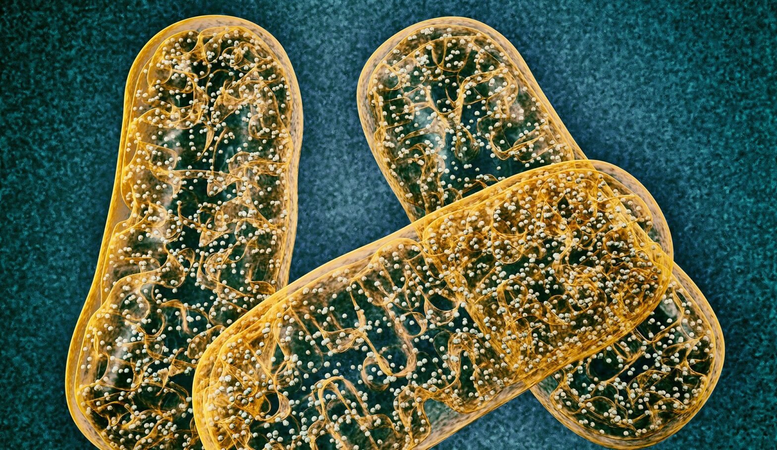 Recycling System in Self-Repairing Mitochondria Discovered